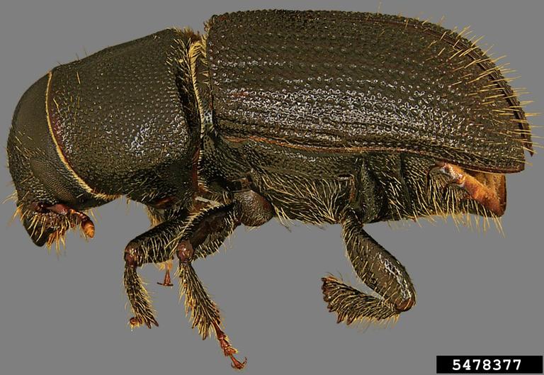 Black Turpentine Beetle